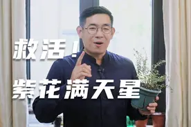 养死的满天星不要扔，园艺师教你救活它，包括修剪换盆浇水等技巧视频封面