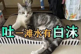 猫吐一滩水有白沫，猫咪口吐白沫会有危险吗？视频封面