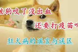 被狗咬了没出血 还要打疫苗吗？狂犬病的谣言与误区视频封面