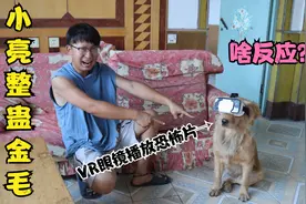 小伙给金毛戴上VR眼镜然后播放恐怖片，吓得它大喊救命，可真搞笑视频封面