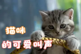 各种猫咪叫声合集，太迷惑了
