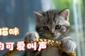 各种猫咪叫声合集，太迷惑了