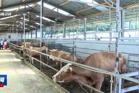 保山市打造百亿肉牛养殖产业视频封面