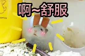 用这个方法，一秒就能让好动的仓鼠变得安静下来