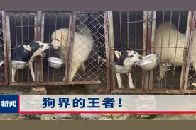 “干饭”哈士奇叫嚣藏獒，隔铁笼挠墙吼叫，最后还把藏獒狗盆抢走视频封面