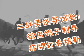 二战美怪异试验：欲用鸽子制导炸弹打希特勒视频封面