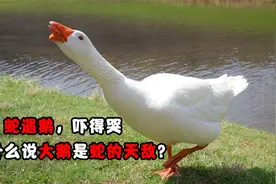 蛇遇鹅，吓得哭，为什么说大白鹅是蛇的天敌？视频封面