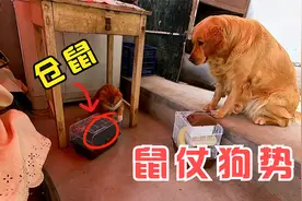 说出来你们可能不信，仓鼠仗着金毛的狗势，光明正大揍了猫咪视频封面