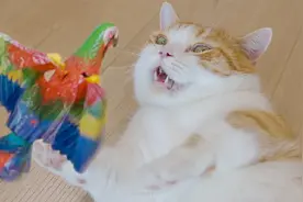 你看看这玩具！是应该给猫玩的吗？！视频封面