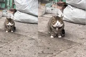 女子路过发现一只肥猫被绳子拴住，好奇询问主人恍然大悟视频封面