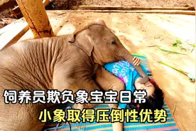 小象被饲养员欺负，委屈的找妈妈哭鼻子，最后压倒性优势取得胜利视频封面
