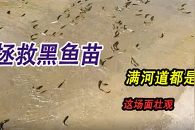 野生池塘水满溢出，黑鱼苗满河道都是，大坤携小伙伴展开拯救行动视频封面