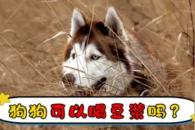 狗狗可以喝豆浆吗视频封面