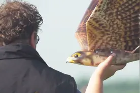 专在机场飞的无人机，像猎鹰一样逼真飞行，是驱赶鸟类的神器视频封面