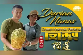 凤梨榴莲 | Durian Nanas | 马来西亚罕见的顶级甘榜榴莲品种视频封面