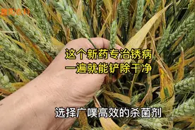 这个新药比戊唑醇还好，防治小麦大蒜锈病，一遍就能治干净视频封面