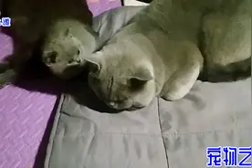 公猫半夜占了小奶猫的床，还当母猫面打小猫，母猫的反应叫人心疼视频封面