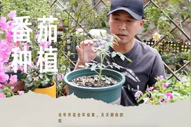 阳台种番茄，全年开花全年结果，天天都能有的吃视频封面