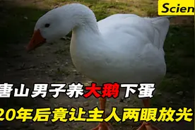 唐山男子养殖大鹅下蛋，20年后却两眼放光，真是白捡的大宝贝啊！视频封面