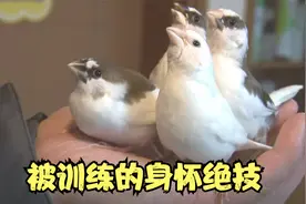 男子养了几只小鸟，被训练的个个身怀绝技，简直太秀了视频封面