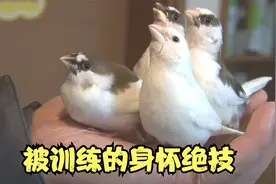 男子养了几只小鸟，被训练的个个身怀绝技，简直太秀了视频封面
