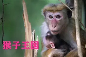 猴子王国等级森严，下等猴该如何才能翻身，改变自己的命运？视频封面