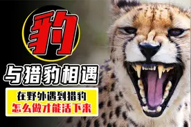 如果在野外遇到猎豹，我们能打赢它吗？爬树和装死有用吗？视频封面