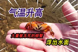 温度升高河里的冰层变薄，大量被冻死的螃蟹，藏在河里的石头下面视频封面