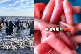 烟台海肠爆发，女子驱车3小时连夜捞海肠：有人一晚捞上千斤视频封面