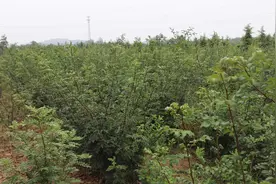 花椒树流胶病会发生在哪个季节？危害多大？怎么防治？视频封面