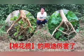 “棉花根”的作用厉害了，原来是一种珍贵药材，赶紧看下有啥妙用视频封面