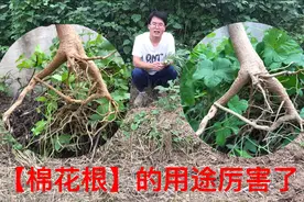 “棉花根”的作用厉害了，原来是一种珍贵药材，赶紧看下有啥妙用视频封面