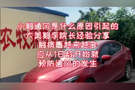 大美鹅经验分享小鹅得痛风的原因，应从1日龄就开始预防痛风视频封面