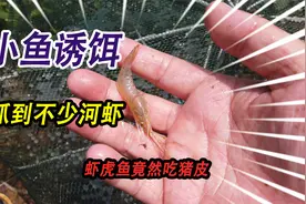 虾虎鱼竟然喜欢吃泡椒猪皮，挂掉的小鱼做诱饵，可以抓到不少河虾视频封面
