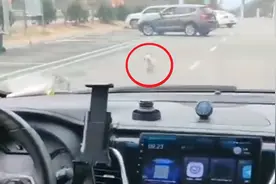 男子驾车离开服务区，2小时后发现狗子被遗忘，返回一幕激动坏了视频封面