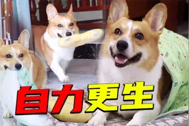狗狗成精了，睡完懒觉后，狗子竟然懂拿被子和枕头出去晒太阳？视频封面