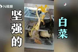 医生抗疫十天回家发现白菜在冰箱里开花了，同事：这菜花太坚强了视频封面