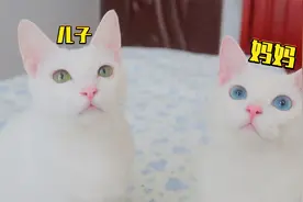 小奶猫和猫妈妈长得一样，太难区分了，小猫：看胡子！