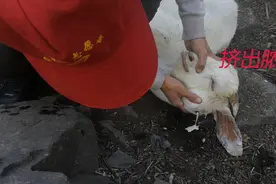 羊脸上长出馒头大脓包，不疼吗？赶紧用这种方法给它处理下视频封面