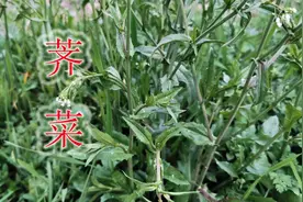 野生“荠菜”您认识吗？有哪些用途与价值？农村人空闲常寻找它视频封面