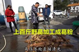 老文一次挖了上百斤野葛，到熟人家加工成葛粉，机械化操作就是快视频封面