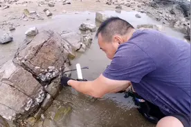 退潮后海边到处都是宝，长在礁石上的新鲜海鲜，太美味了视频封面