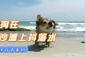 素材-狗在沙滩上抖落水视频封面