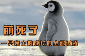 一只帝企鹅从孵化到奔赴大海的全过程：艰难又感人，简直萌化了！视频封面