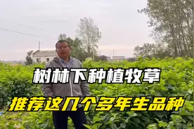 树林下种植牧草品种，这几种能耐阴，营养好，有的种一次收割20年视频封面