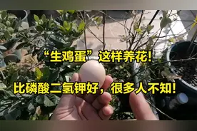 “生鸡蛋”能养花吗？方法要正确，比磷酸二氢钾好