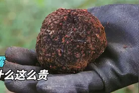 松露为什么这么贵？一斤要10万人民币，是智商税吗？视频封面