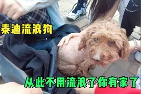 同一天两只流浪狗被救，救助的道路非常艰辛，从此不在流浪有家了视频封面