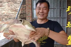 老林去参观珍珠鳖养殖场，珍珠鳖一只都有30多斤，拿300多只苗视频封面