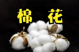 探访轧棉厂，2分钟带你了解新鲜采收的棉花是如何进行初加工的视频封面